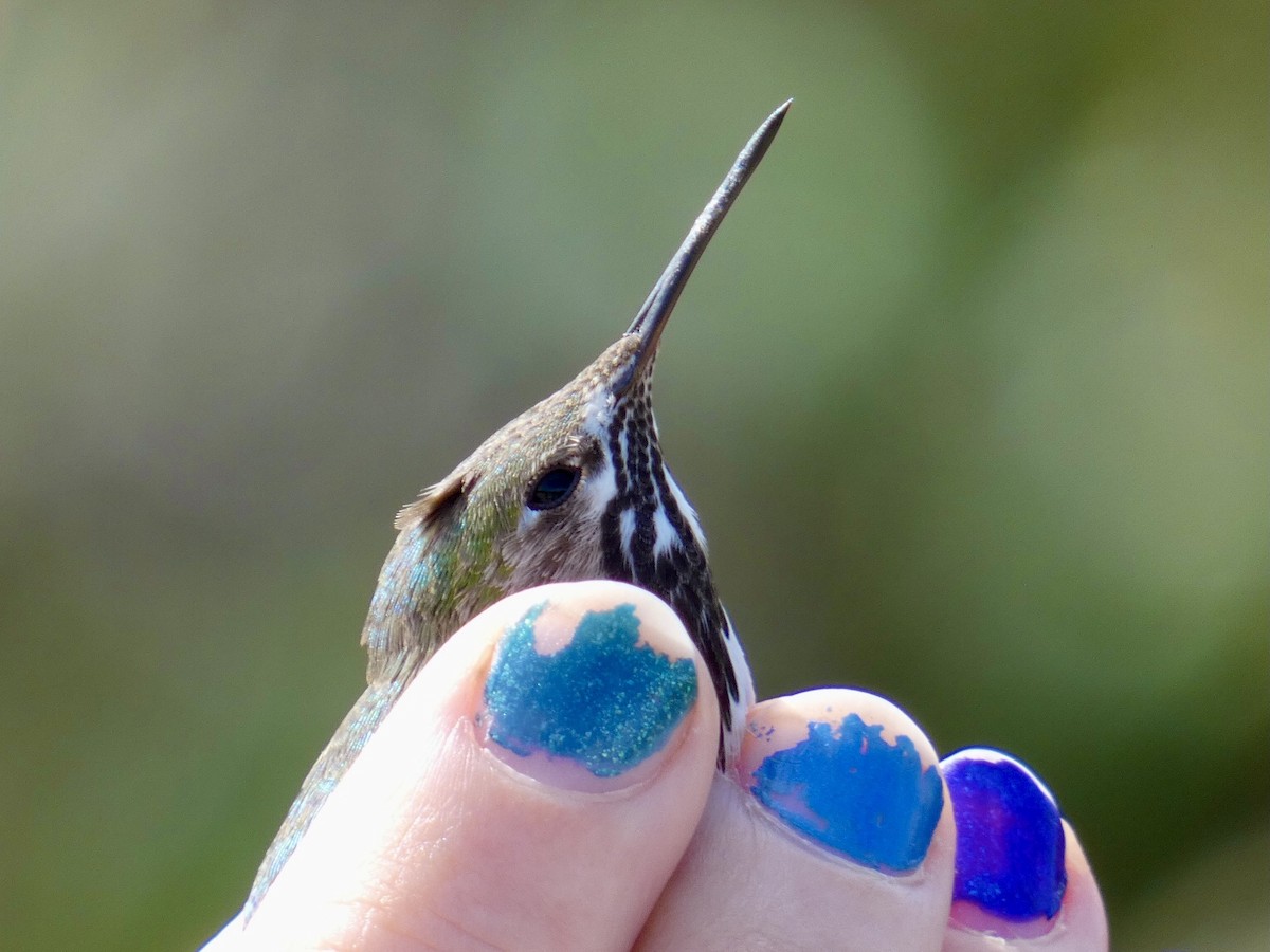 Calliope Hummingbird - Reeve Cowne