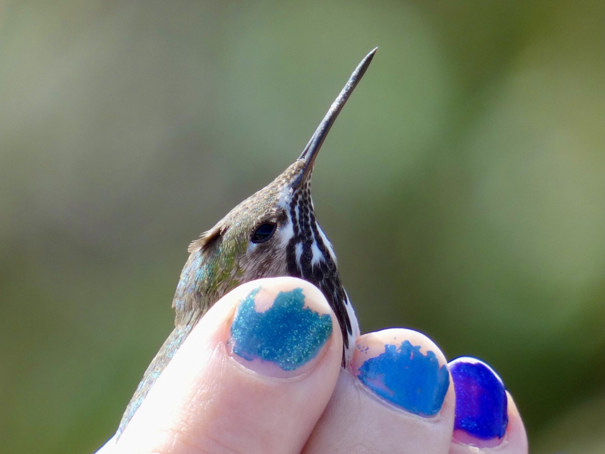 Calliope Hummingbird - ML617049507