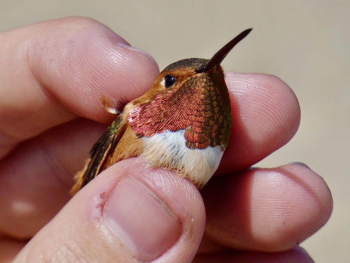 Rufous Hummingbird - ML617049522