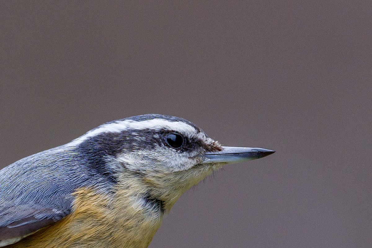 Red-breasted Nuthatch - ML617049531