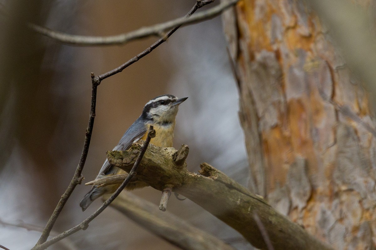 Red-breasted Nuthatch - ML617049532