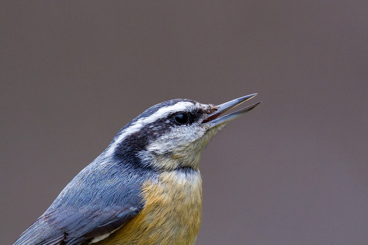 Red-breasted Nuthatch - ML617049533