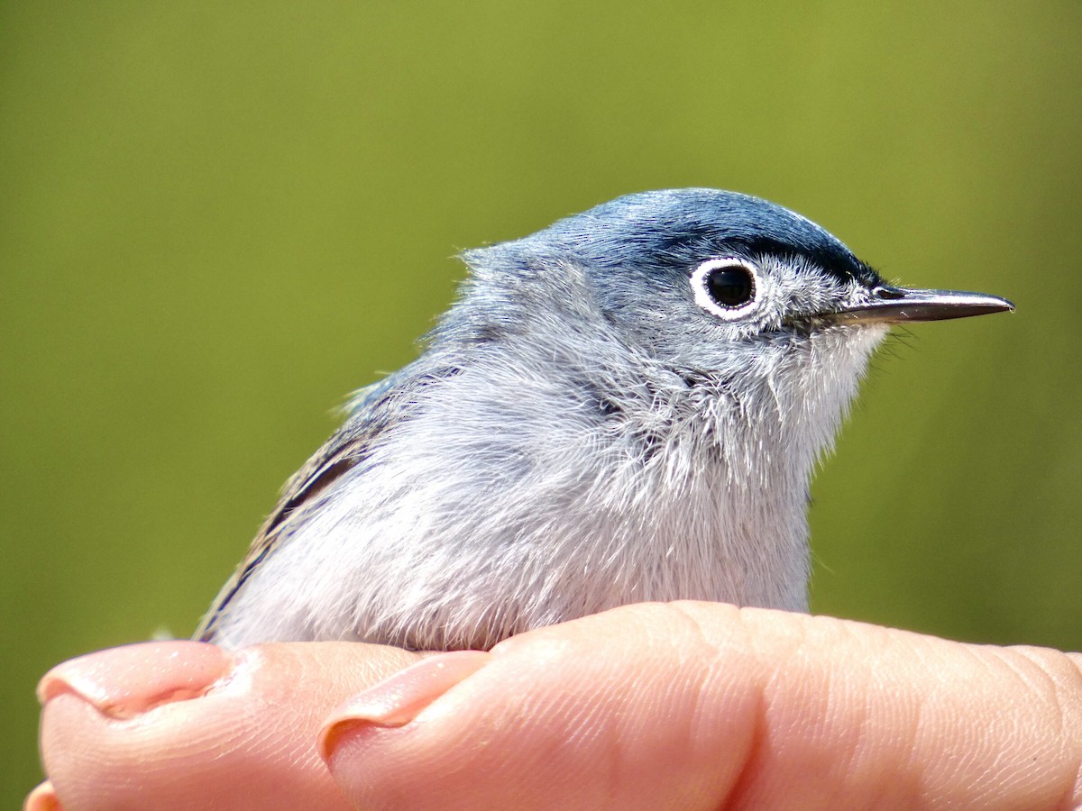 Blue-gray Gnatcatcher - ML617049537