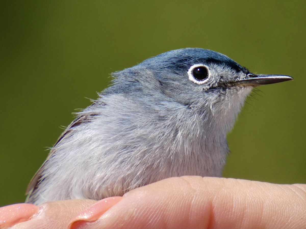 Blue-gray Gnatcatcher - ML617049579