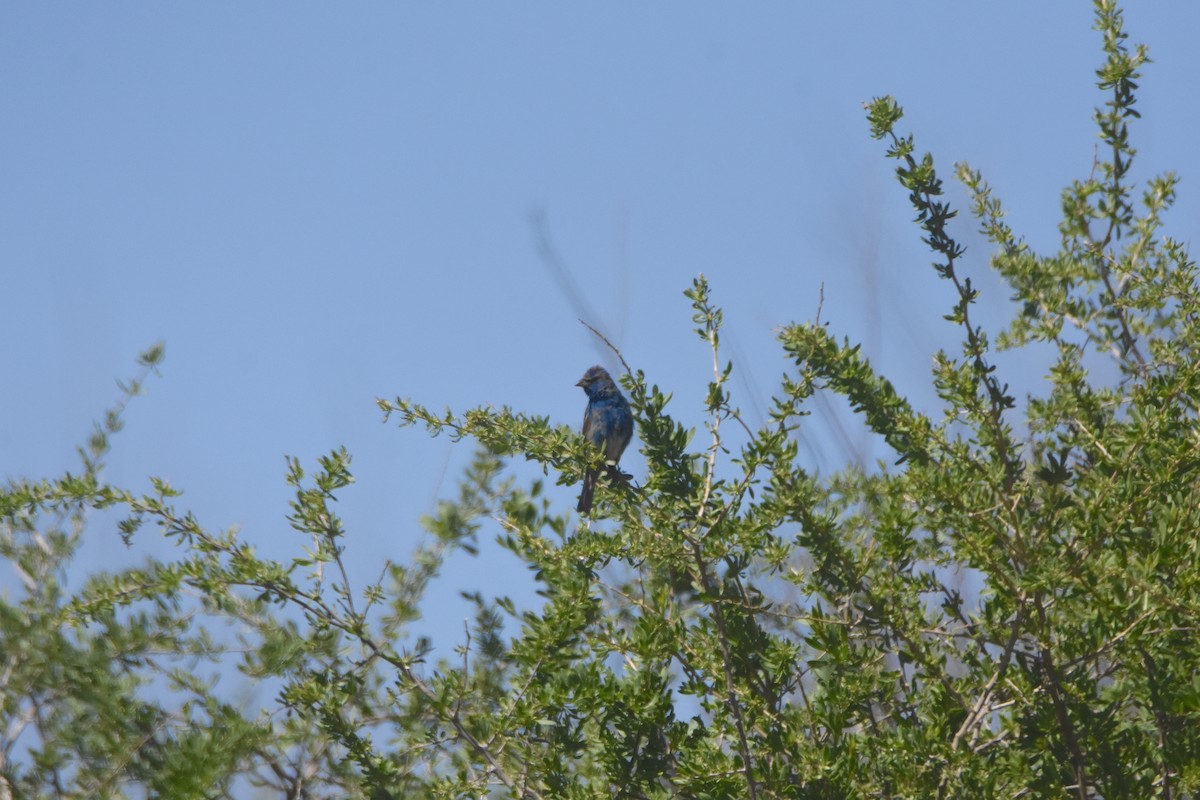 Indigo Bunting - ML617049580