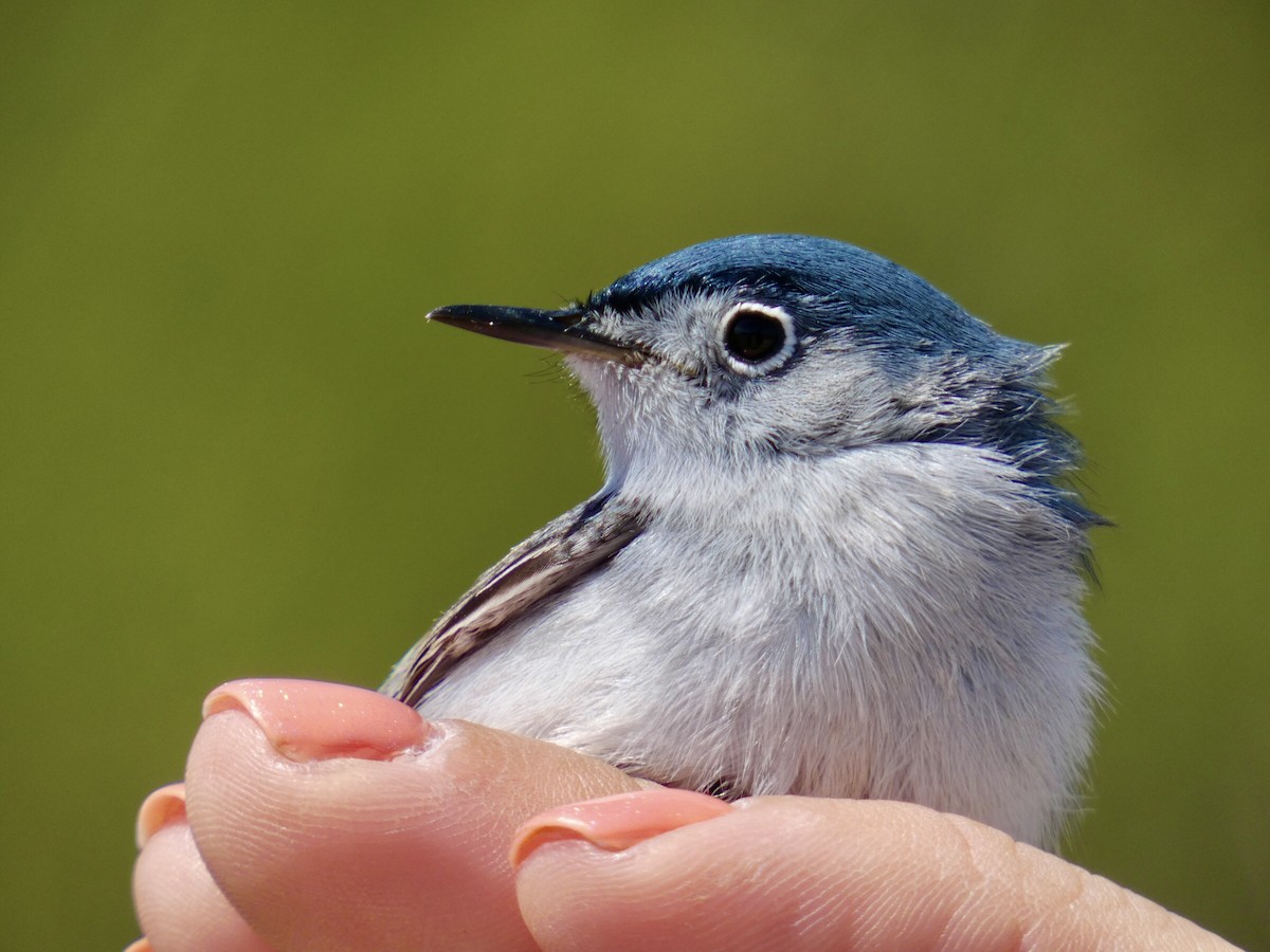 Blue-gray Gnatcatcher - ML617049582