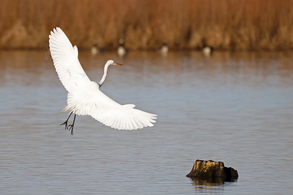 Great Egret - ML617049613