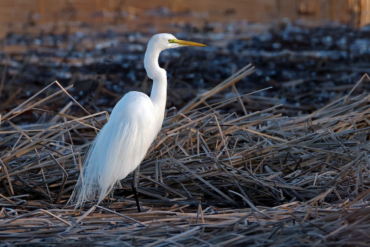 Great Egret - Brian Morin