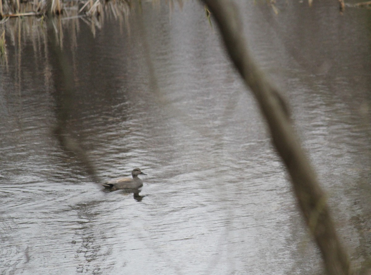 Gadwall - ML617049619