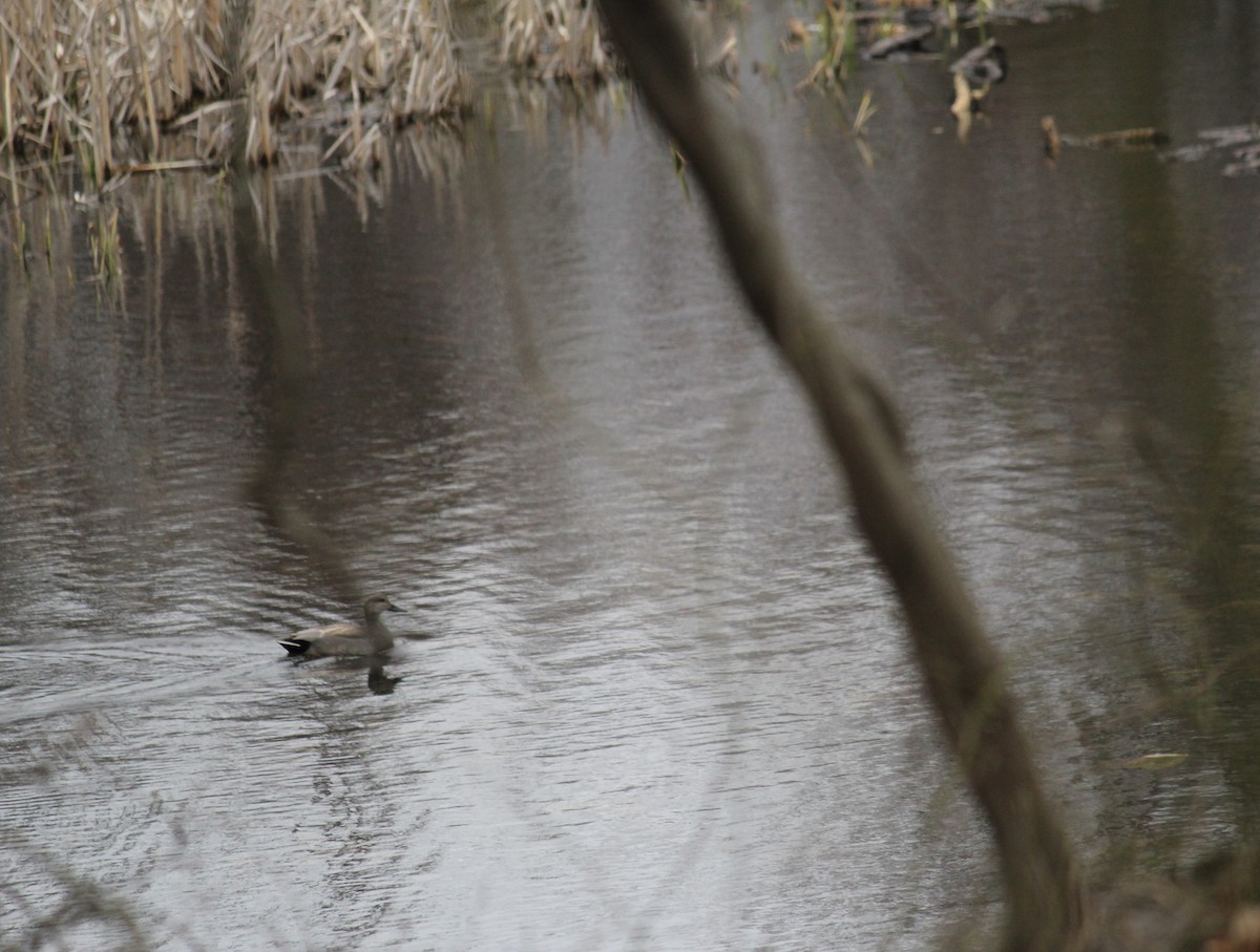 Gadwall - ML617049621