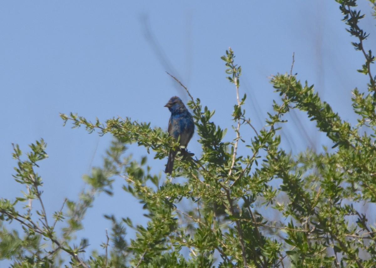 Indigo Bunting - ML617049634