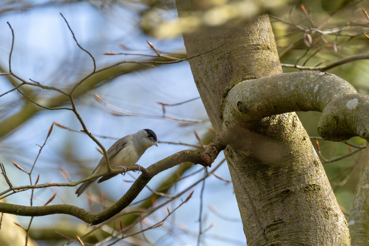 Eurasian Blackcap - Mike Heneghan