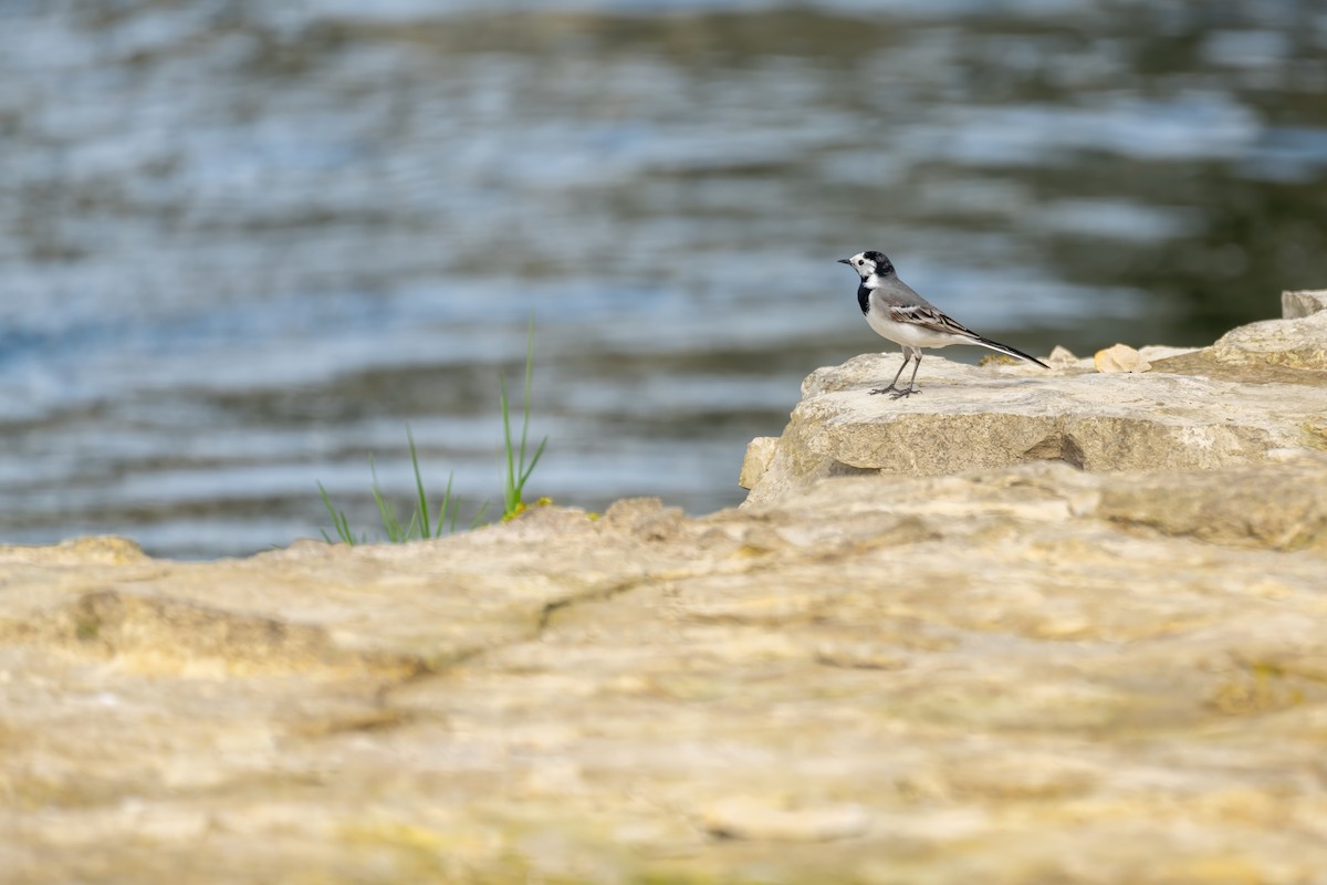 White Wagtail - Mike Heneghan