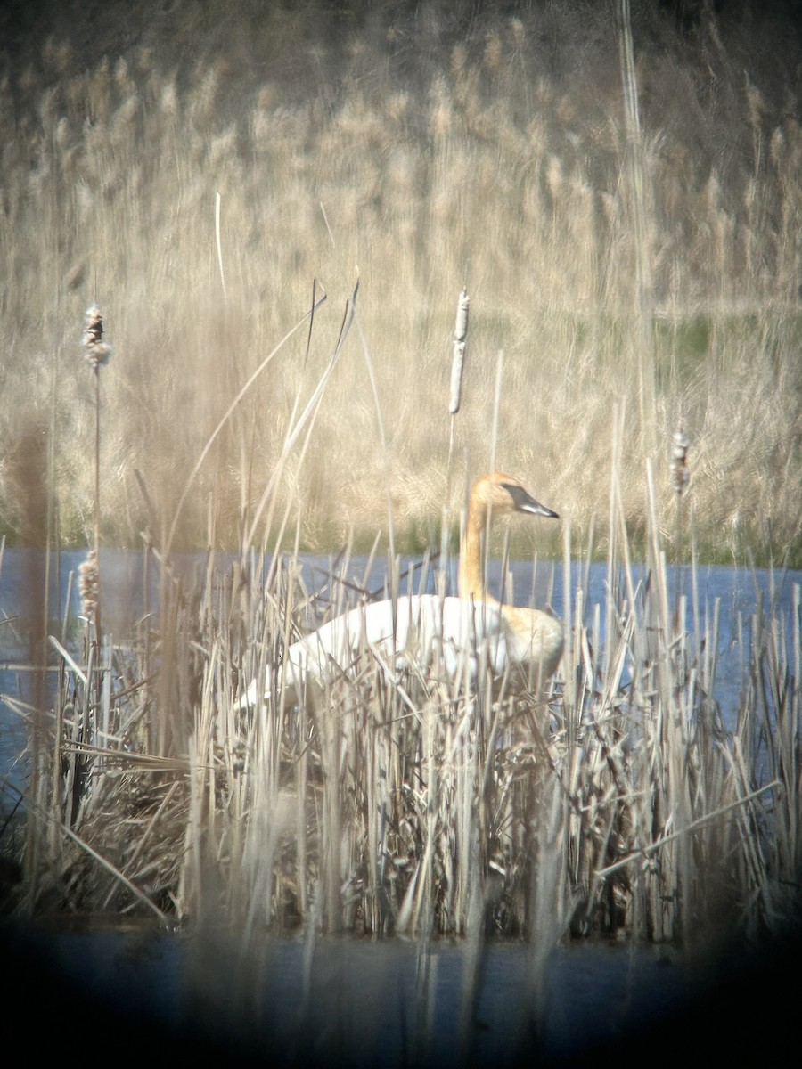 Trumpeter Swan - ML617049898