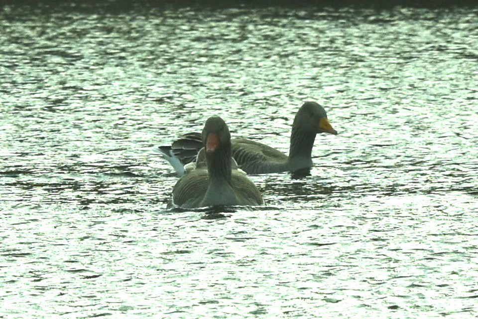 Graylag Goose - Blair Whyte