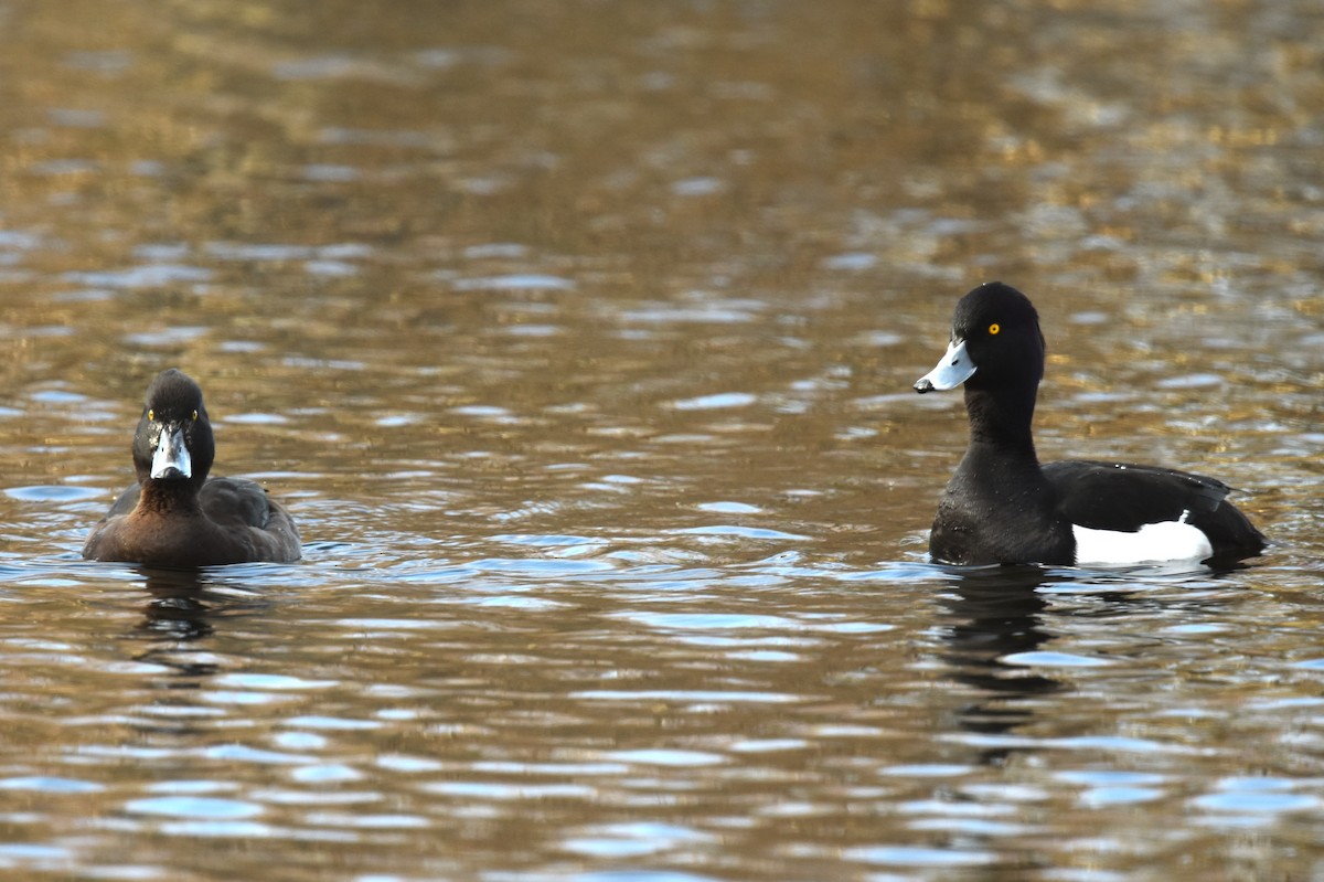 Tufted Duck - ML617049975