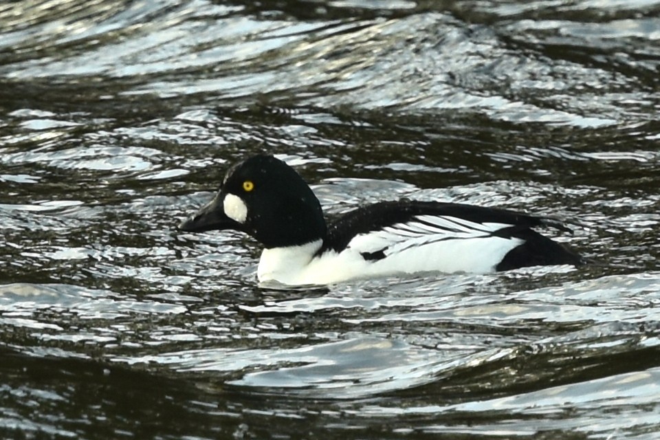 Common Goldeneye - ML617049983