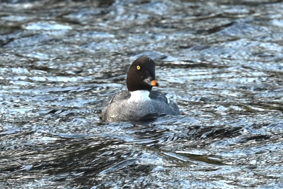 Common Goldeneye - ML617049986