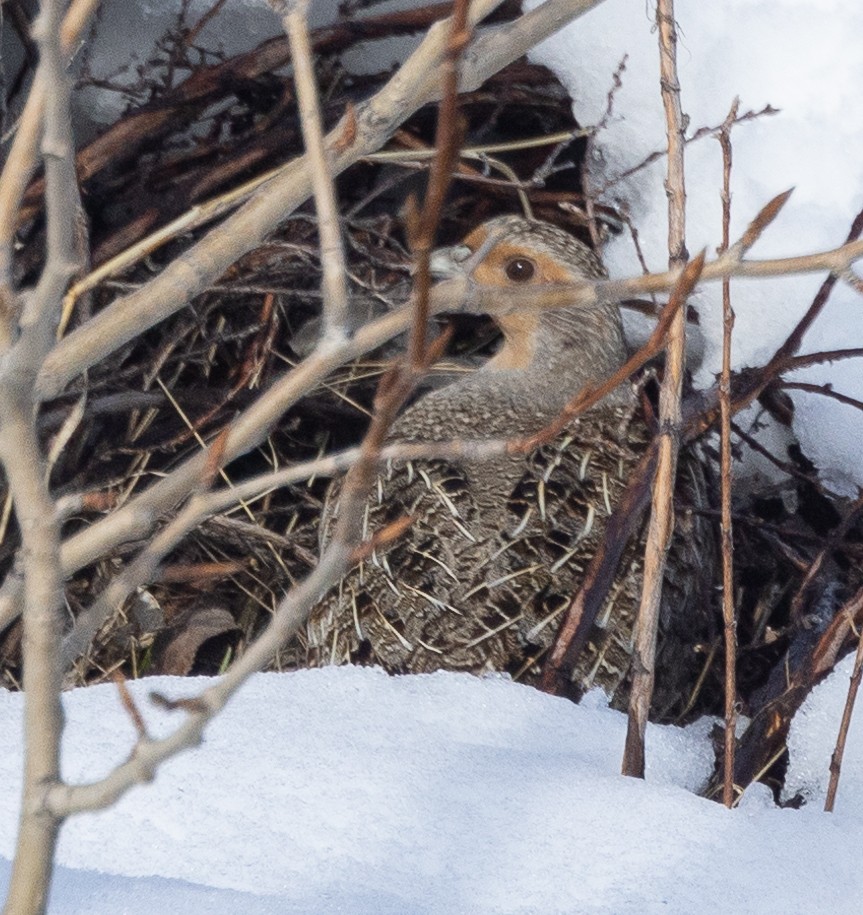 Gray Partridge - ML617050080