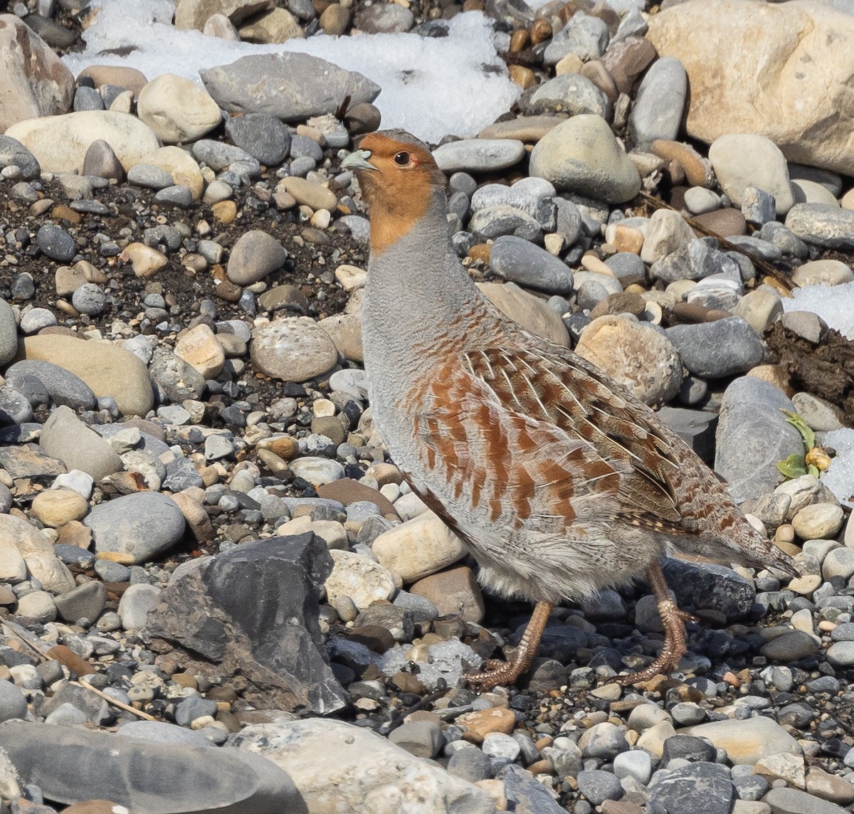 Gray Partridge - ML617050081