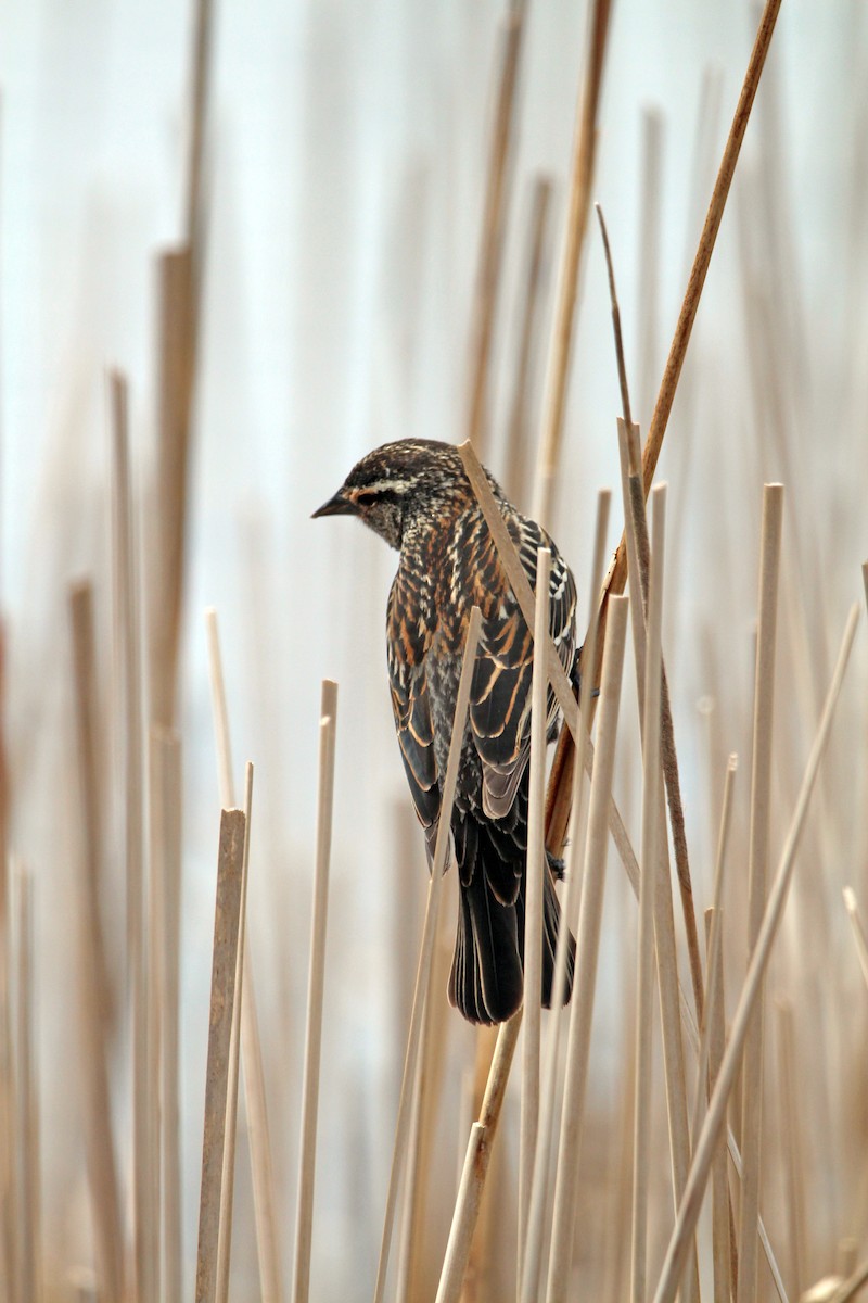 Red-winged Blackbird - ML617050100