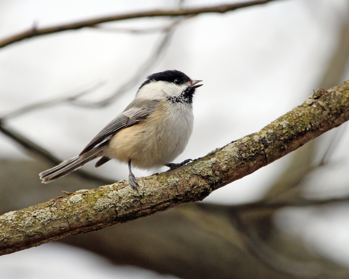 Black-capped Chickadee - ML617050113