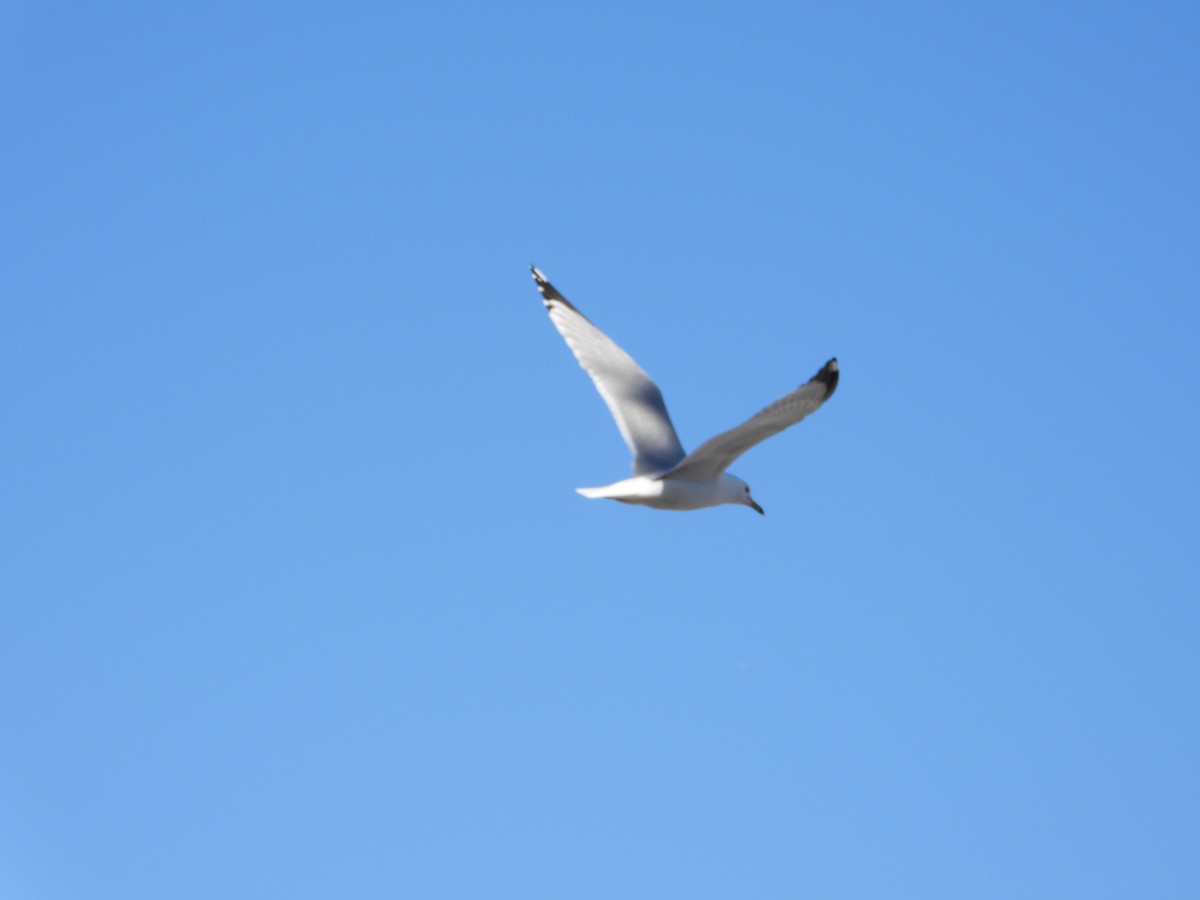 Ring-billed Gull - Serge Benoit