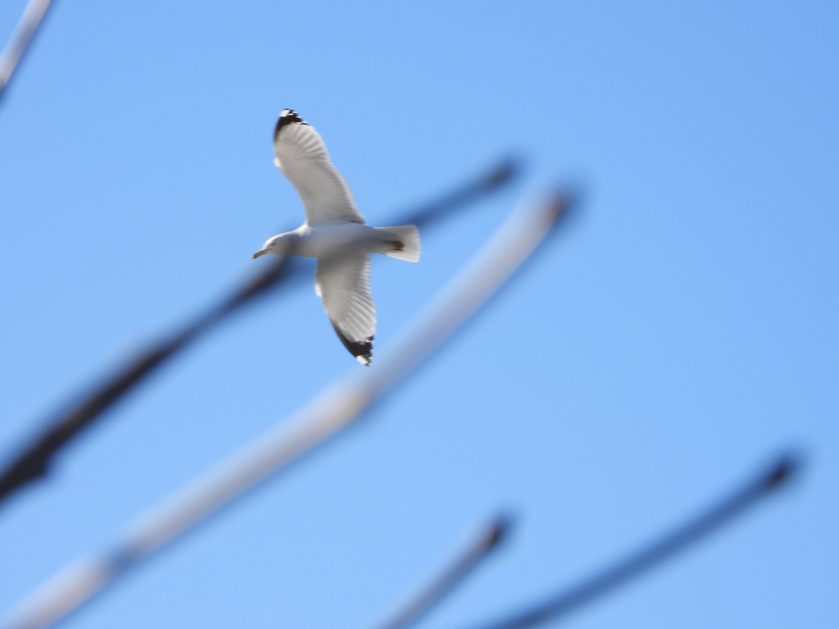 Ring-billed Gull - Serge Benoit