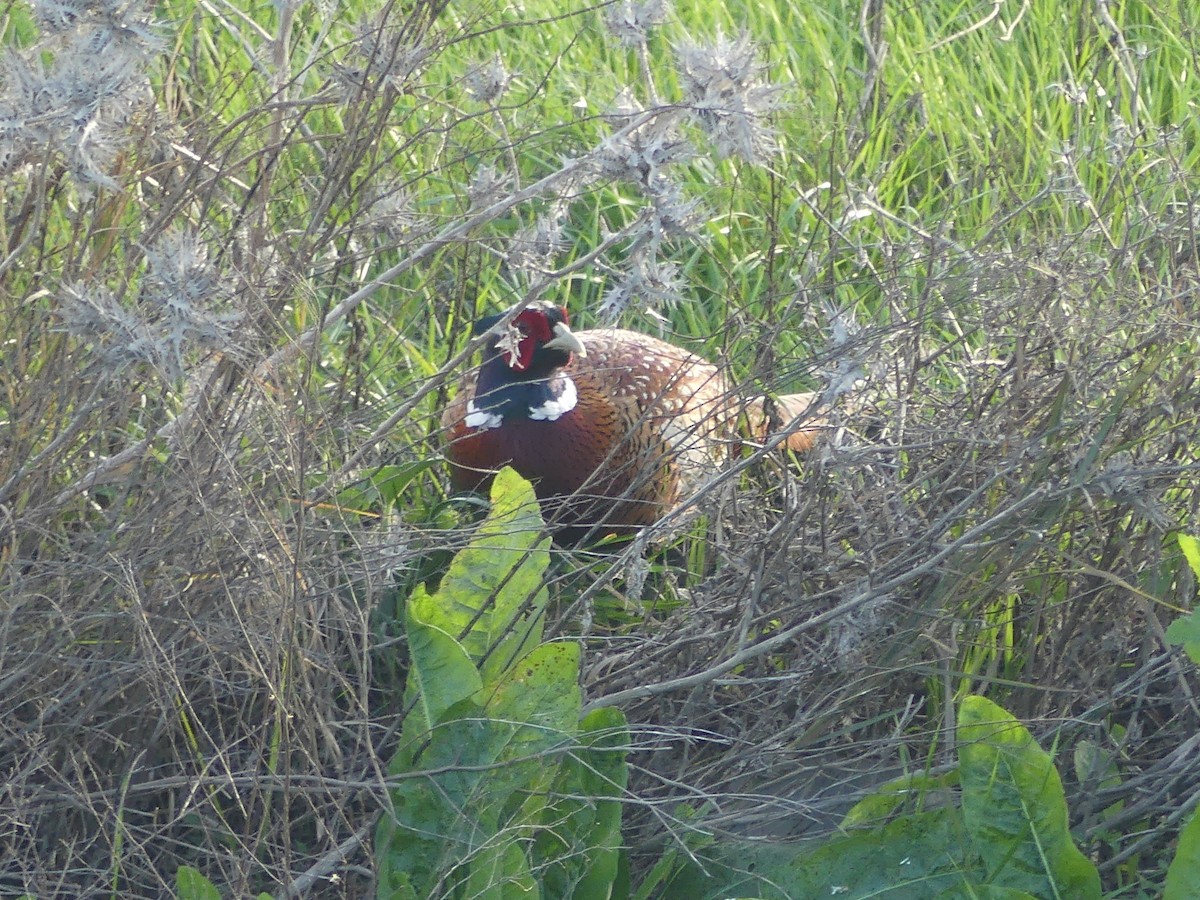 Ring-necked Pheasant - Juan Rodríguez Roa