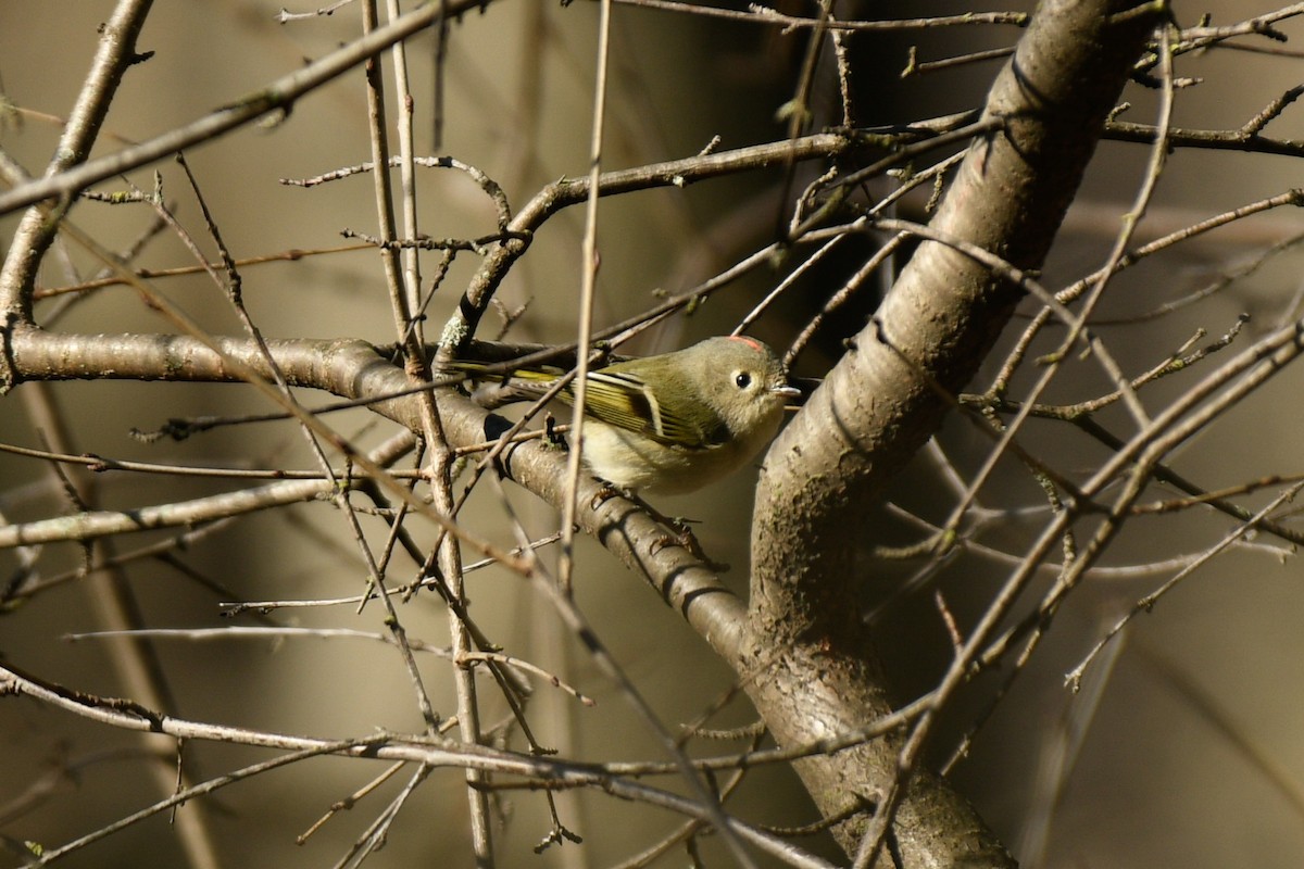 Ruby-crowned Kinglet - ML617050177