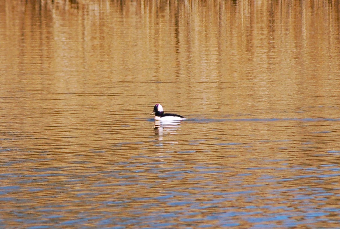 Bufflehead - Colleen Butler