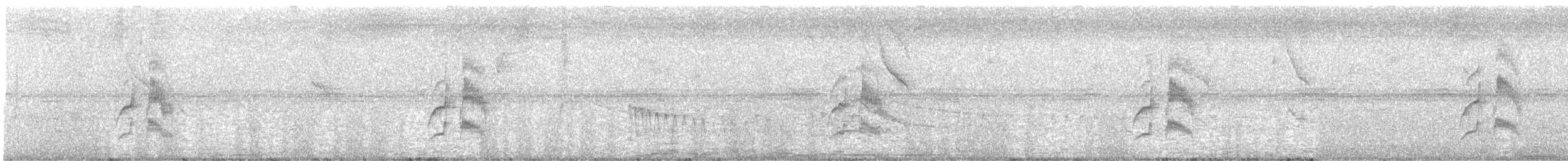 Weißbauch-Dickichtschlüpfer - ML617050187