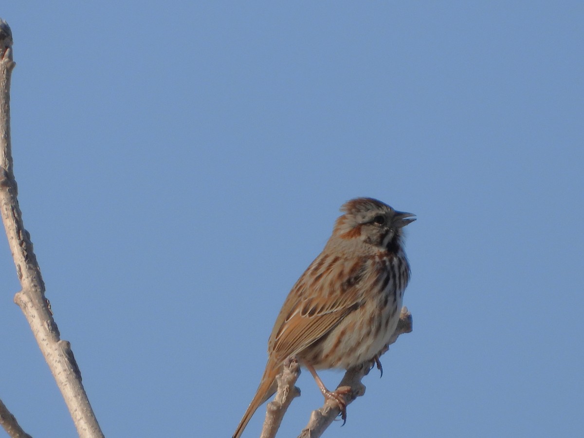 Song Sparrow - Serge Benoit