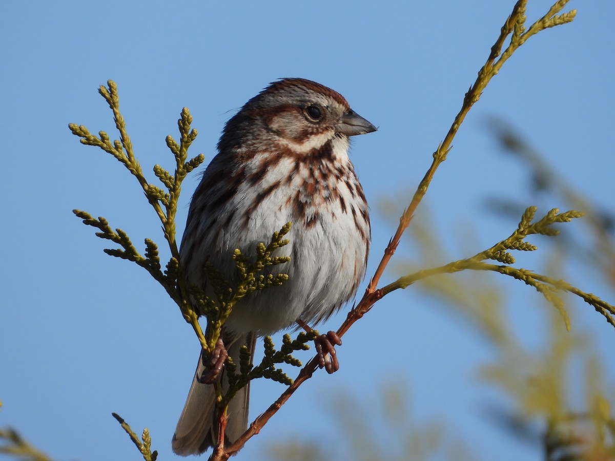 Song Sparrow - ML617050215