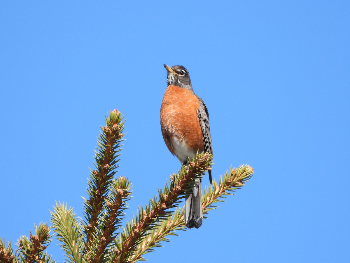 American Robin - ML617050270