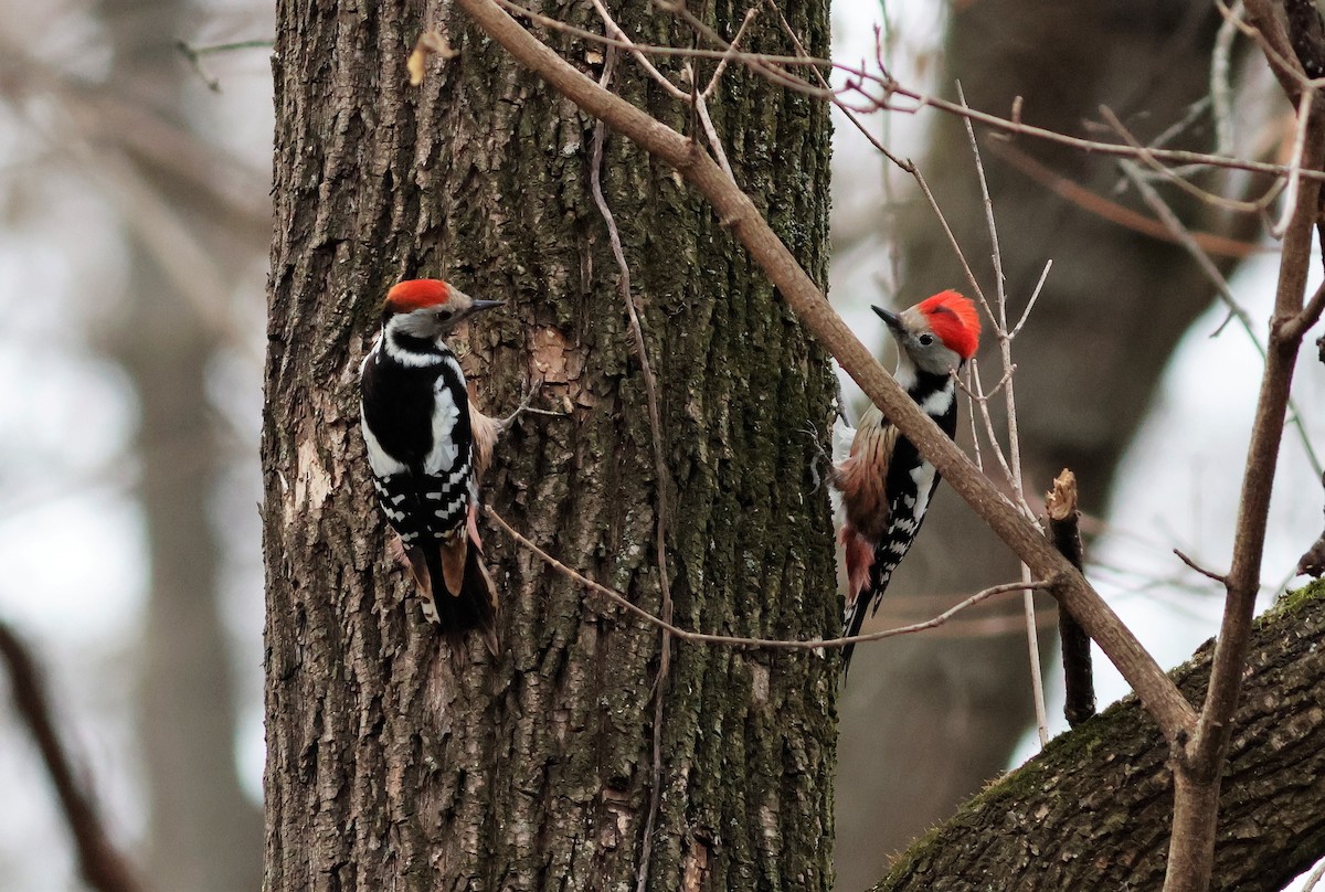 Middle Spotted Woodpecker - ML617050309