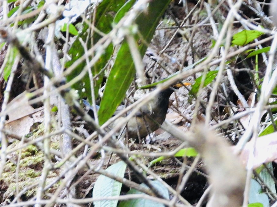 Black-hooded Thrush - ML617050315