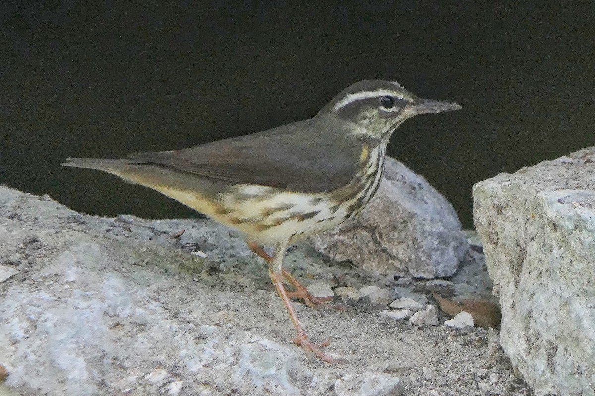 Reinita Charquera de Luisiana - ML617050333