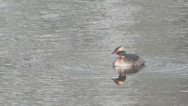 Horned Grebe - ML617050345