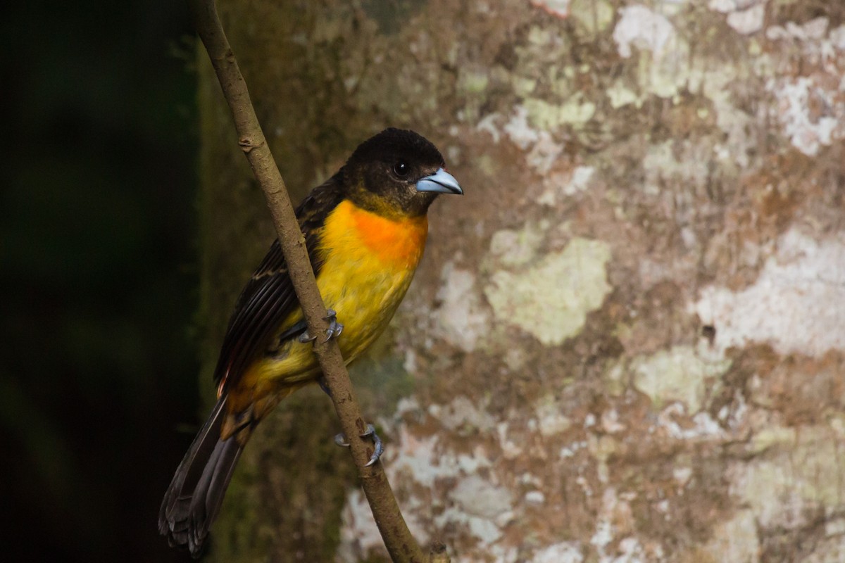 Flame-rumped Tanager (Flame-rumped) - Brian Healy