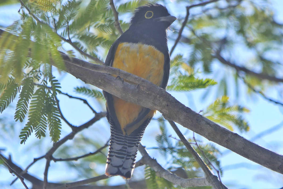 trogon podvazkový - ML617050355