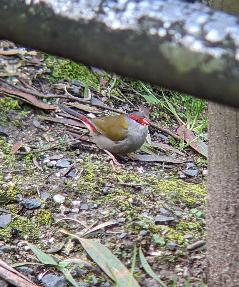 Red-browed Firetail - ML617050411