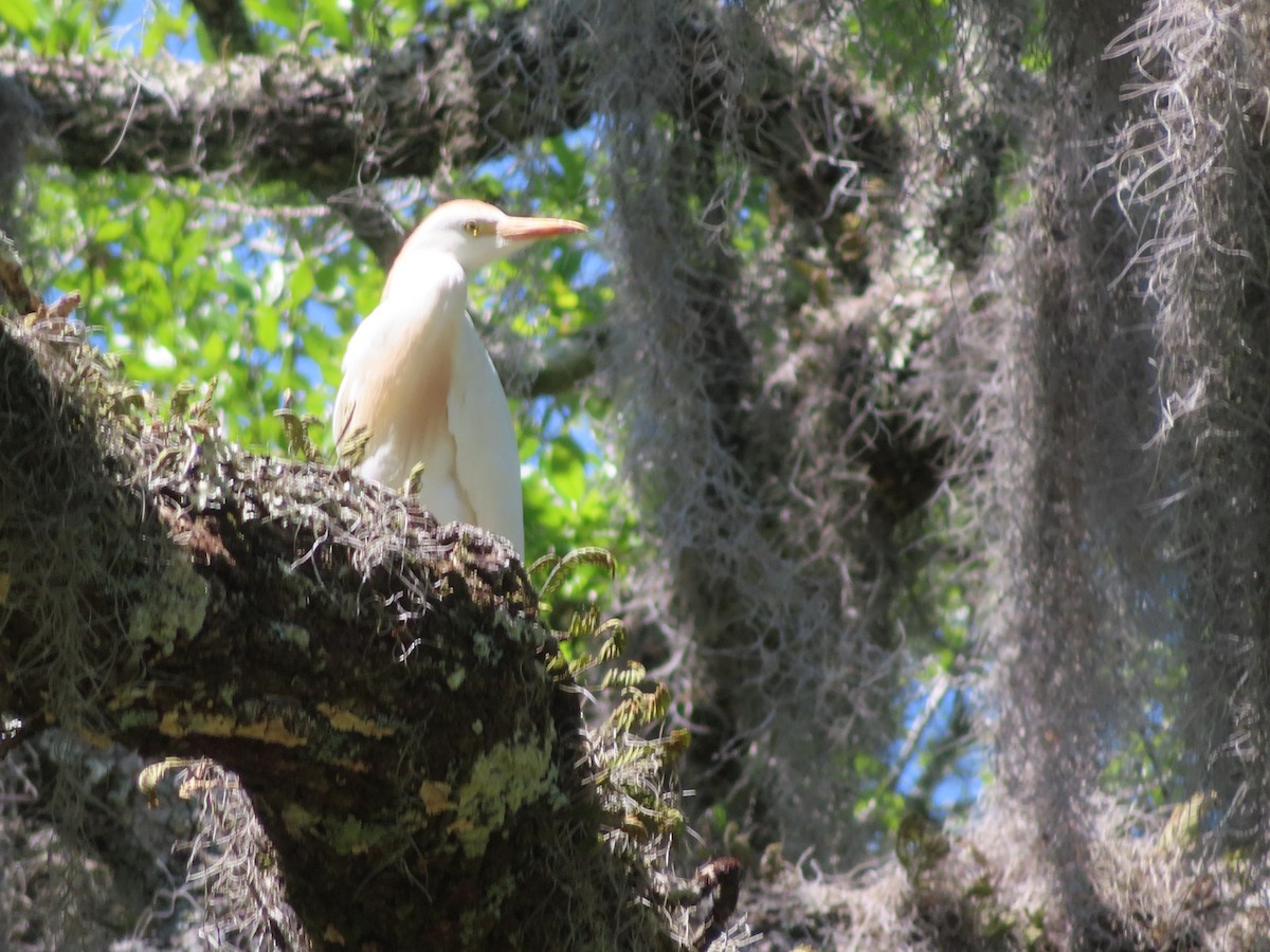 Western Cattle-Egret - ML617050422