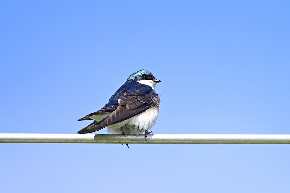 Tree Swallow - ML617050429