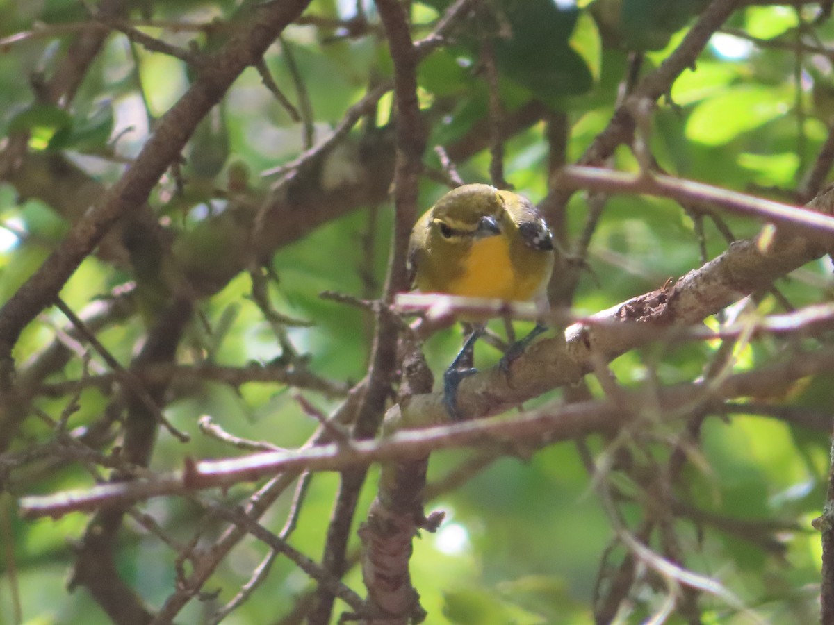 Yellow-throated Vireo - ML617050430