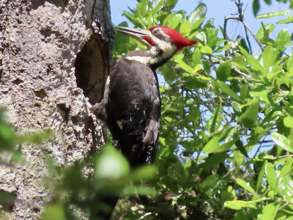 Pileated Woodpecker - ML617050439