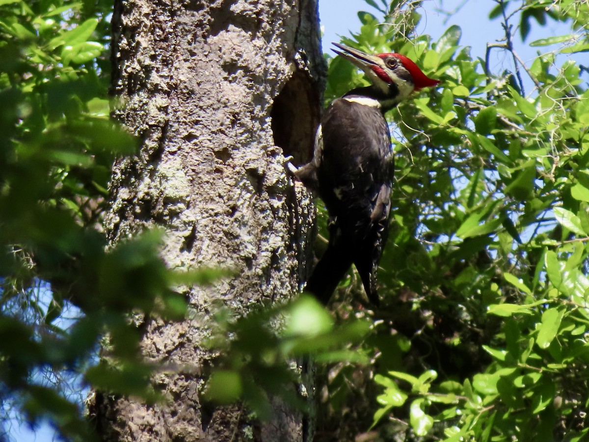 Pileated Woodpecker - ML617050440