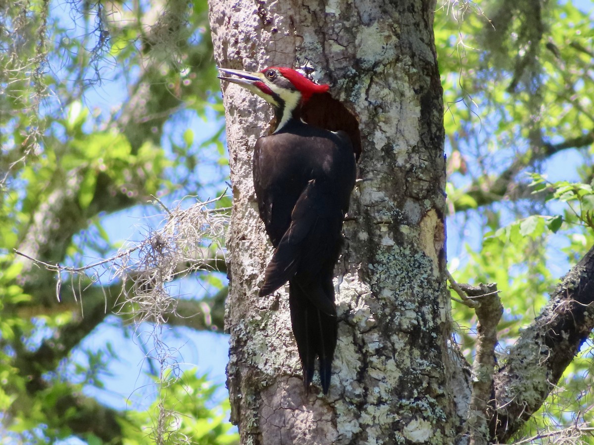 Pileated Woodpecker - ML617050441