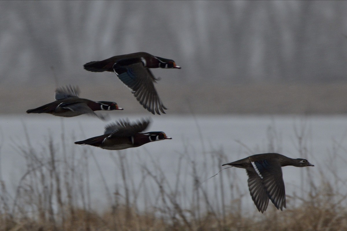 Wood Duck - Josiah Santiago