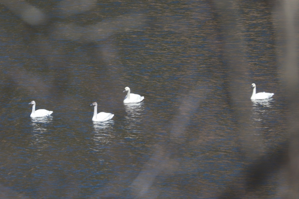 Tundra Swan - Debra Rittelmann